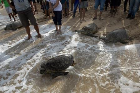 25 rescued turtles make their way into the sea in Bali
