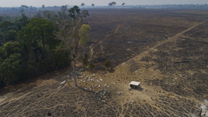 Deforestation in Amazon